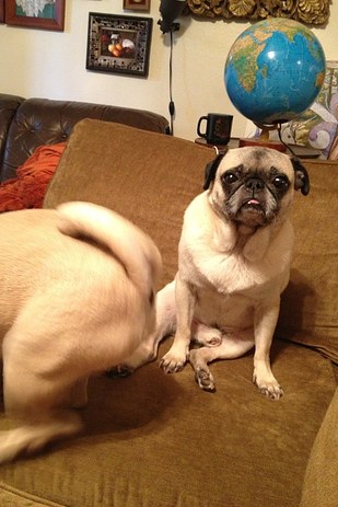 pug fart