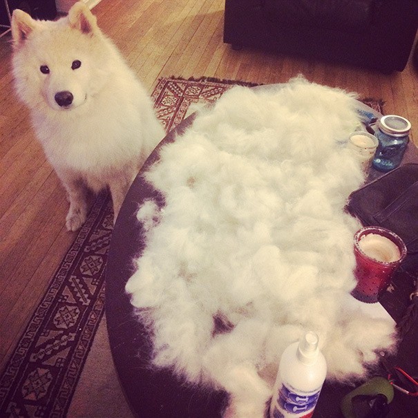 dog hair