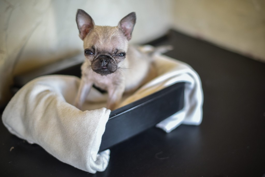 pip the Pug on her bed