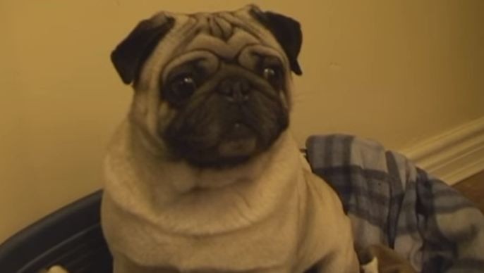 pug back to his bed after dancing