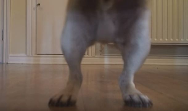 pug beginning to dance