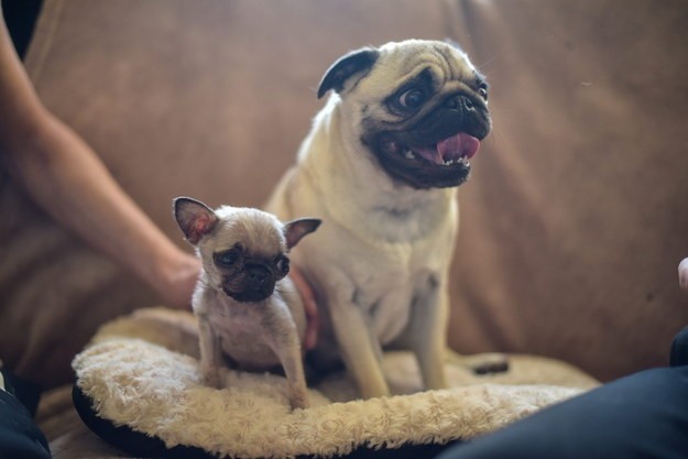 pug mom with pip