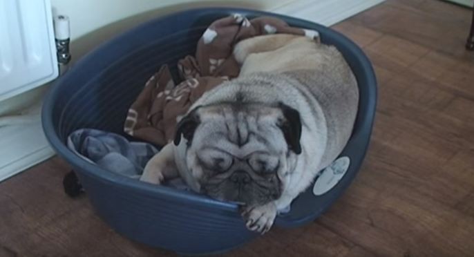 pug sleeping