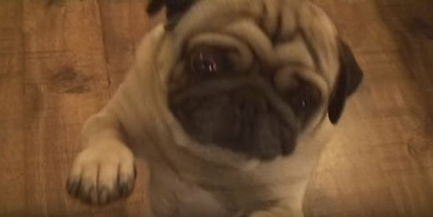 pug still dancing