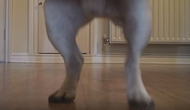 pug's feet