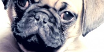 pug wrecking leashes optional page 7 of 57 pug wrecking leashes optional page 7 of 57