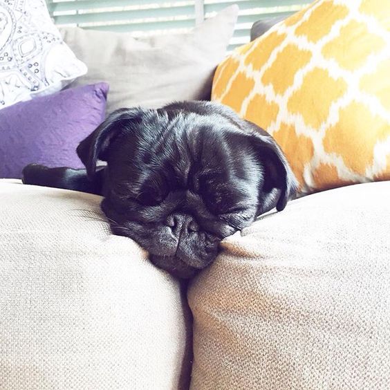 pug sleeping on sofa