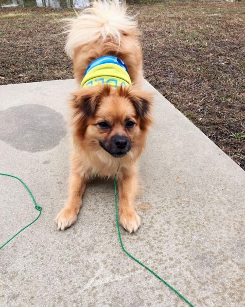 Pug-A-Pom