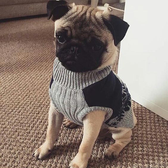 Pug in a sweater