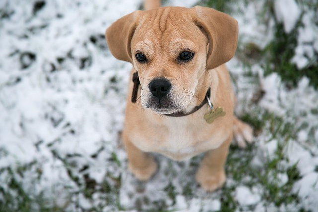 Puggle