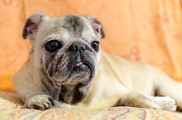 older pug