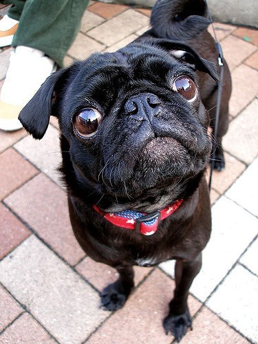 pug eyes