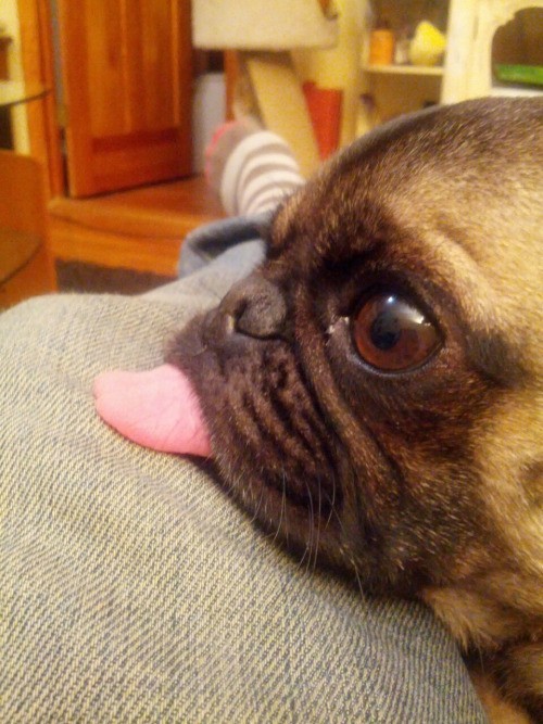 pug licking sofa