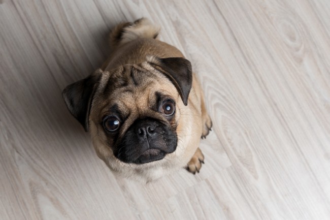 pug looking up