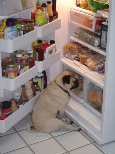 pug loves food near refridgerator