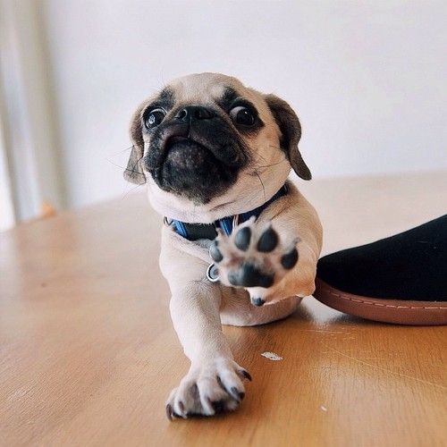 pug paws