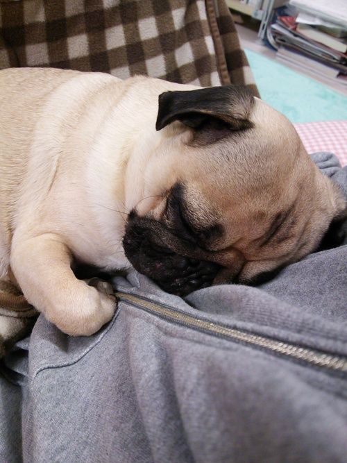 pug snuggle