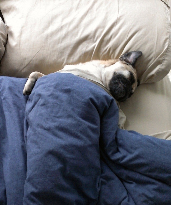 pug who stole the bed