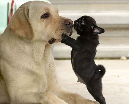 pug with big dog and acting like a boss