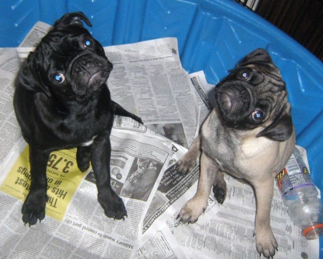 two pugs tilting heads