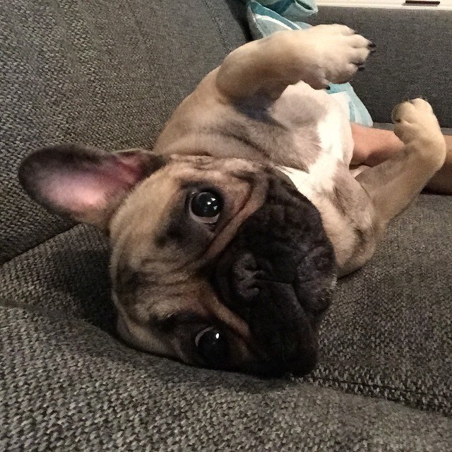 bellyrub frenchie