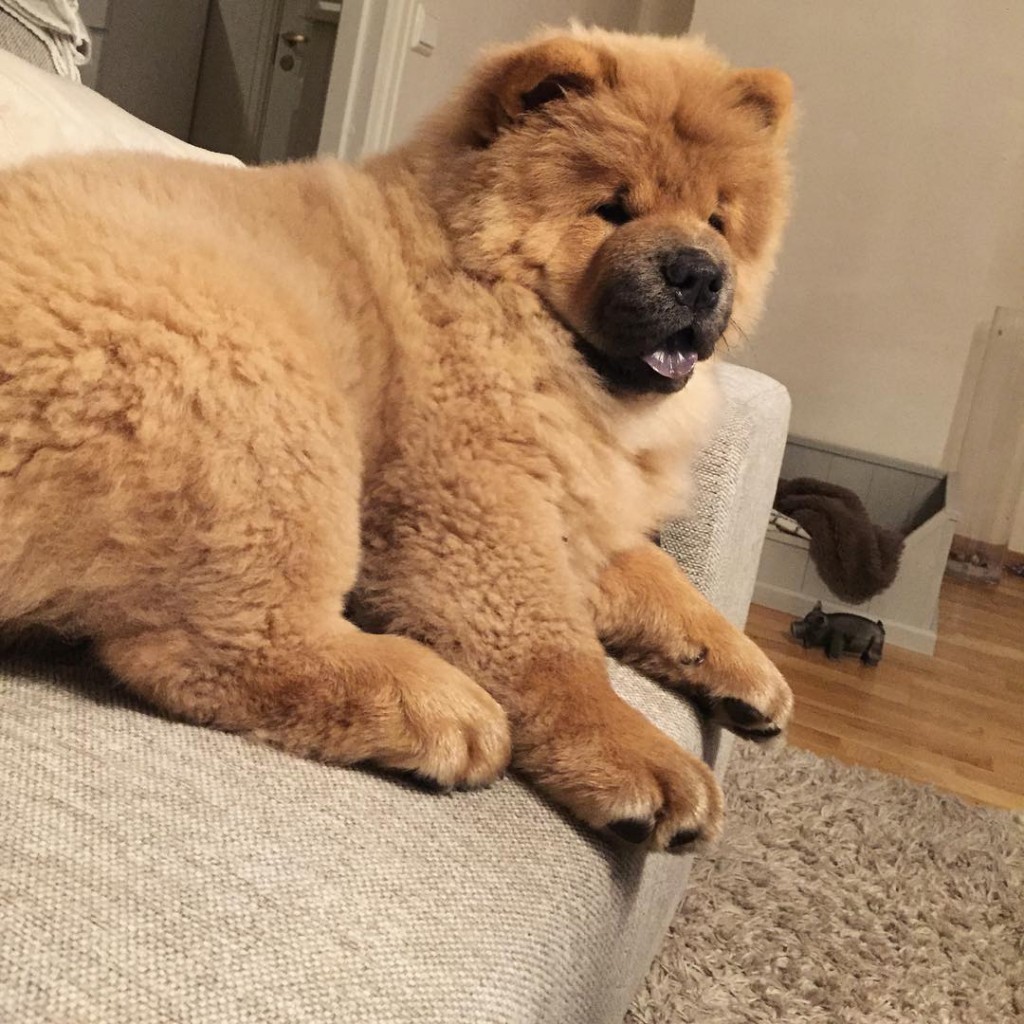 chowchow