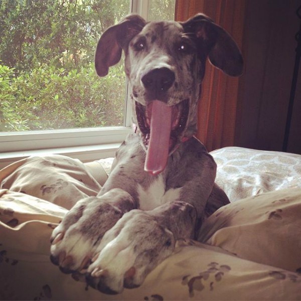 great dane