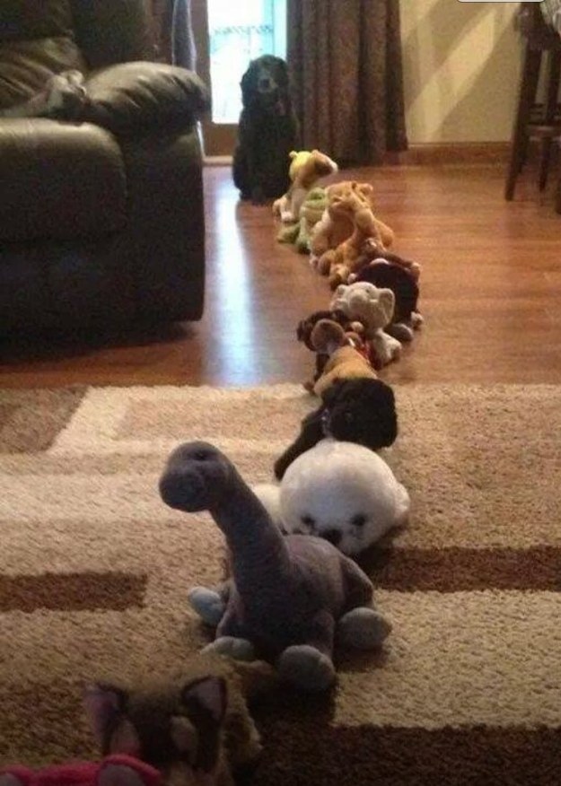 doggy in line