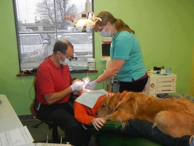dog dentist