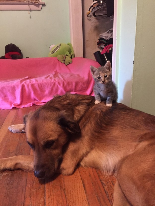 dog and cat