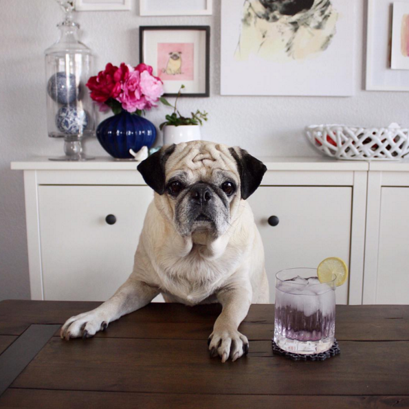 pugtender