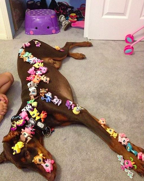 patient dog