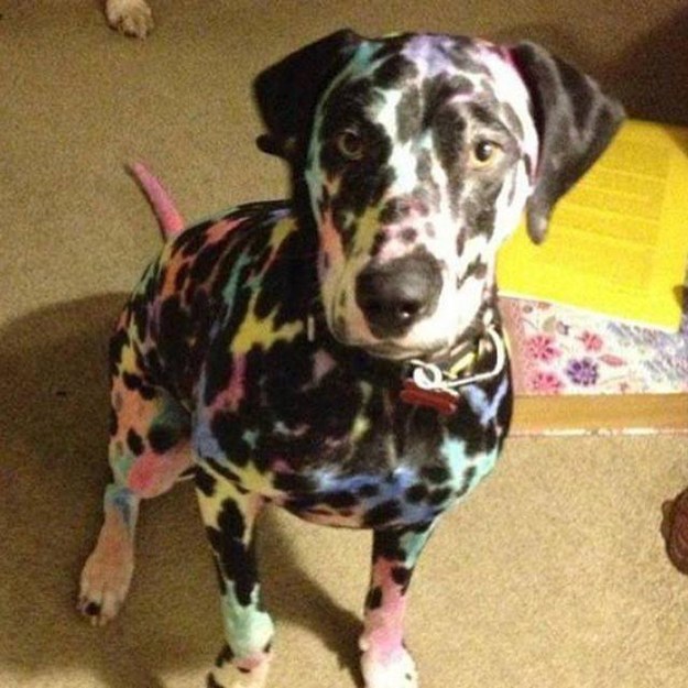 dalmation