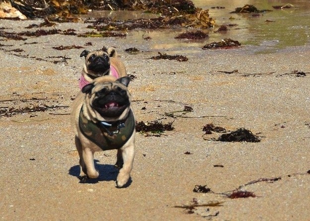 beach pug