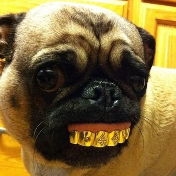 pug grill