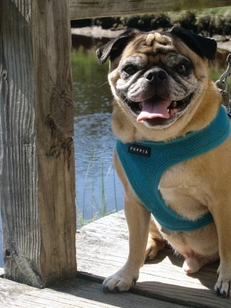 nature pug