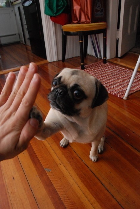 hi five pug