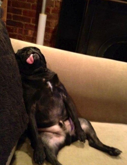 pug tongue