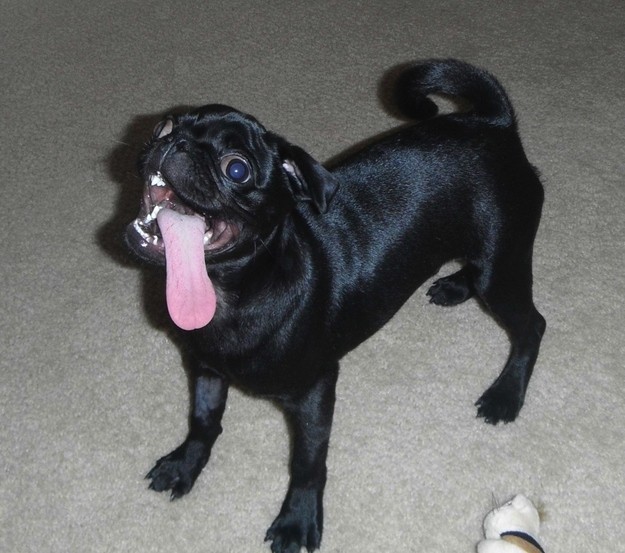 pug tongue