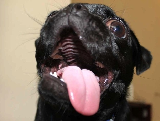 pug tongue