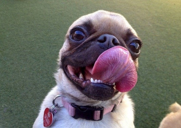 pug tongue