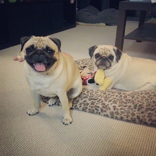 happy pugs