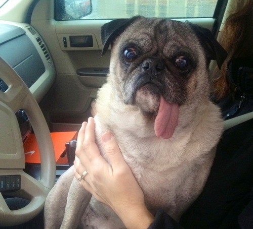 pug tongue