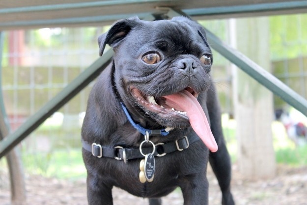 pug tongue