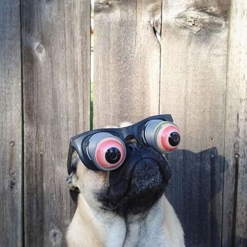 goggle pug