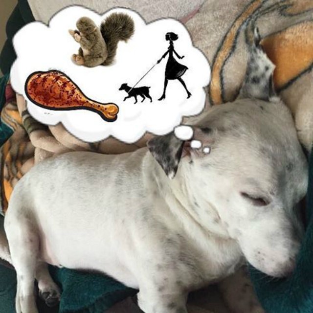 dream dog