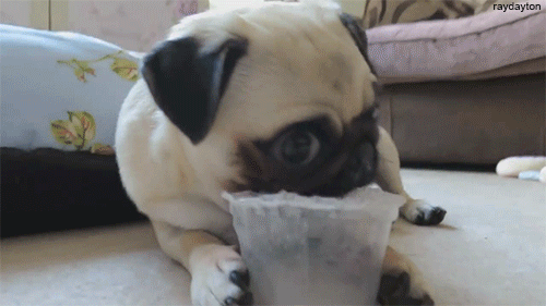 pug chewing