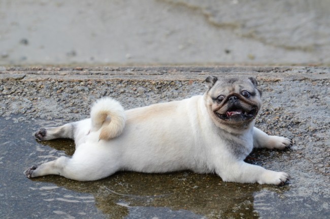 pug laying in the water