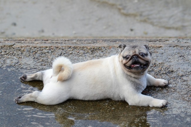 pug laying in the water