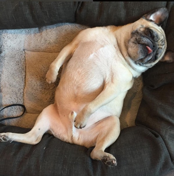 pug